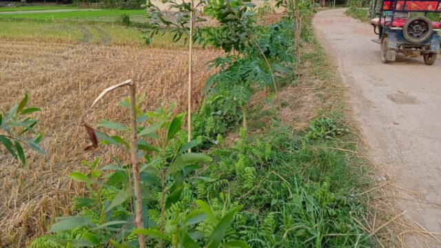 ত্রিপক্ষীয় চুক্তিতে সামাজিক বনায়ন: বিনষ্টকারীদের পক্ষ নেওয়ার অভিযোগ বন কর্মকর্তার বিরুদ্ধে